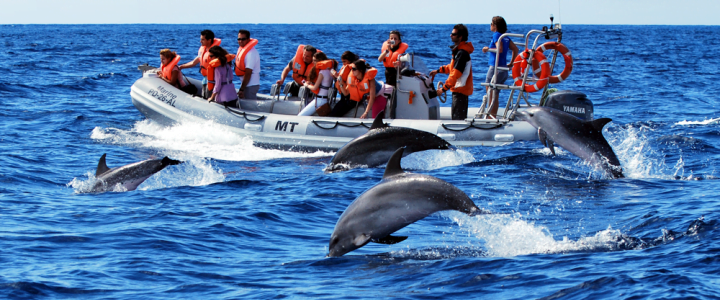  Kontigo. Jornada de avistamiento de cetáceos