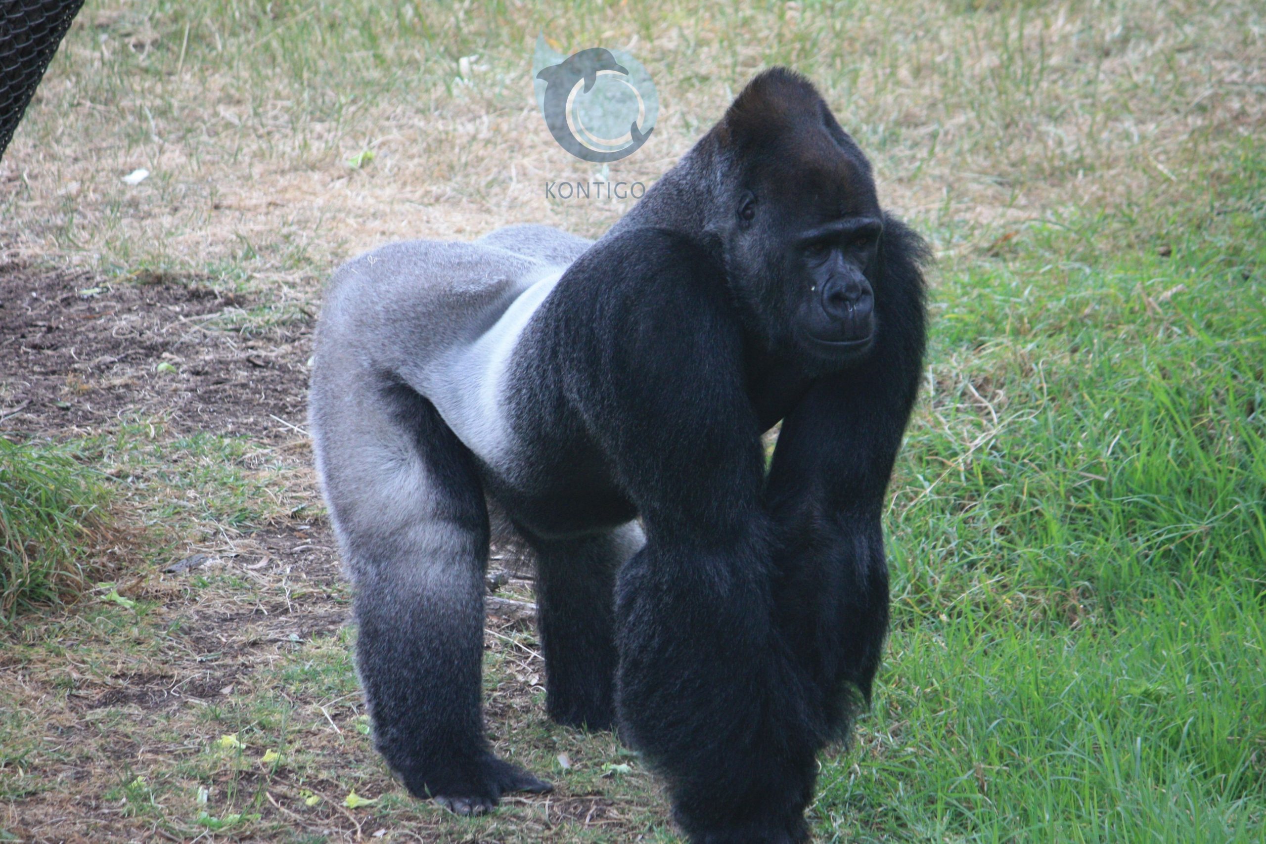 Este es un Gorila de espalda plateada, zoológico de San Francisco: Kontigo