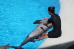 Aprende a cuidar delfines