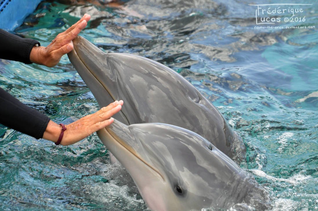 Cómo empezar a entrenar y cuidar delfines y leones marinos